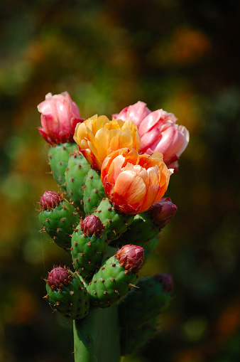 Cactus flower