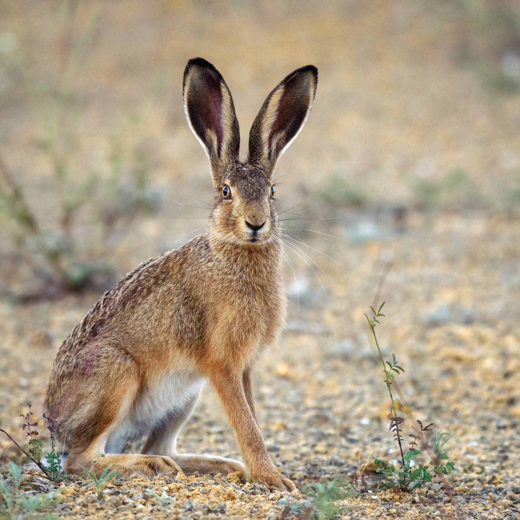 Jackrabbit